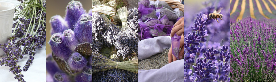 levandule
